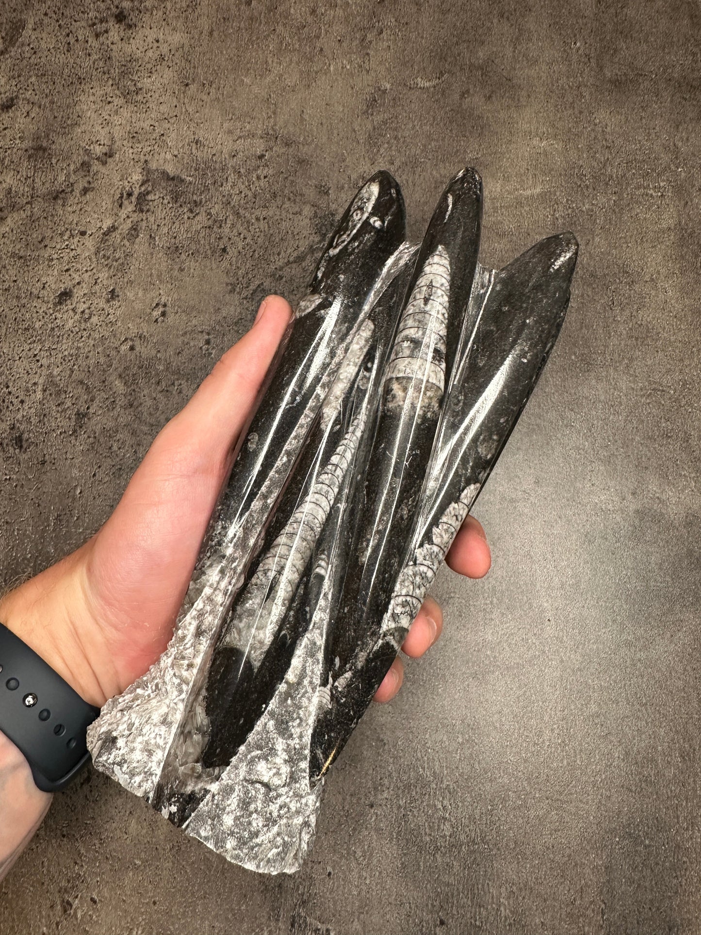 Orthoceras - XL Tower free form