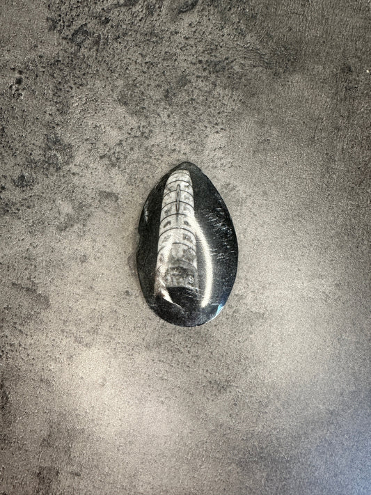 Orthoceras - Teardrop