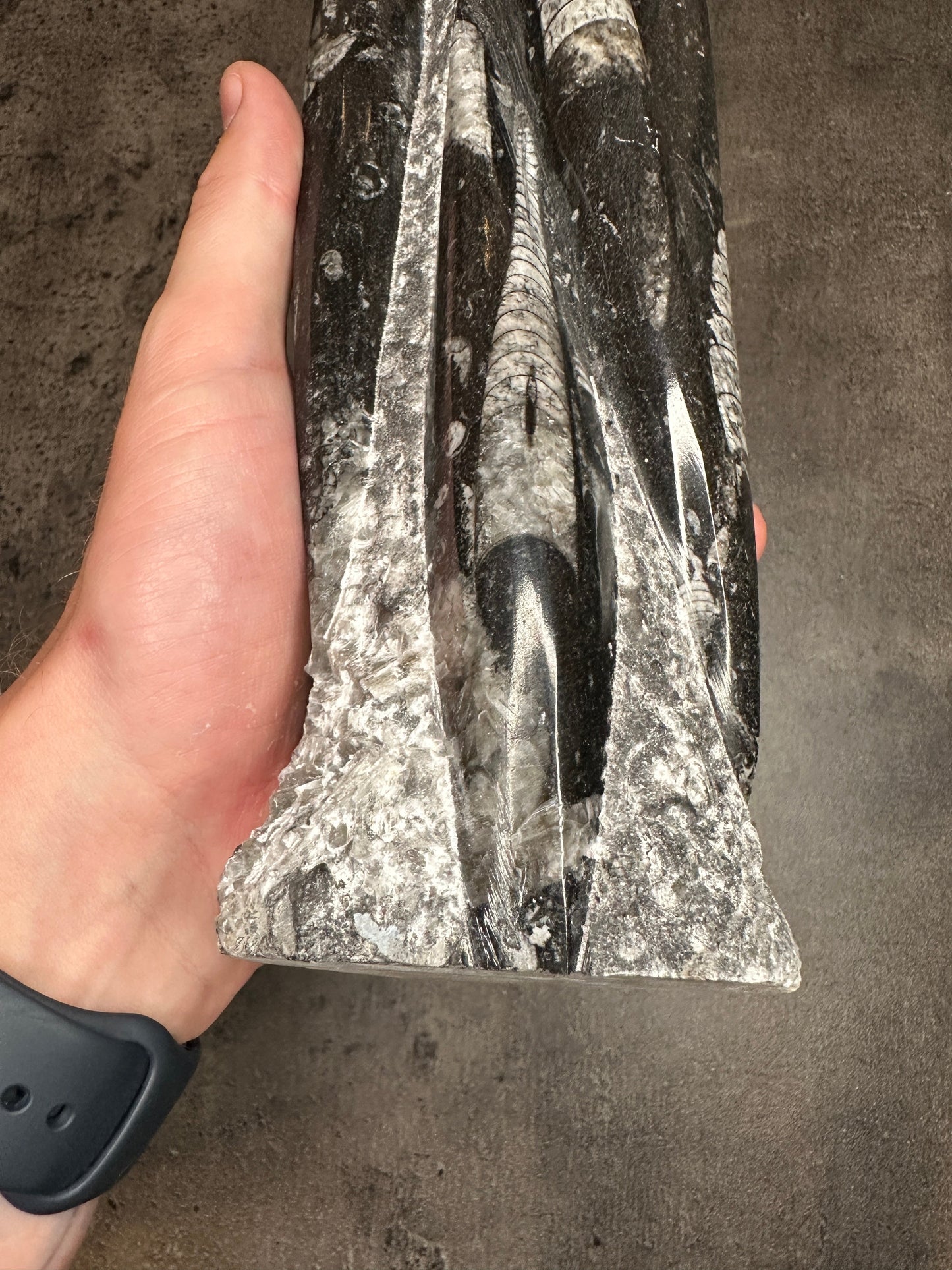 Orthoceras - XL Tower free form