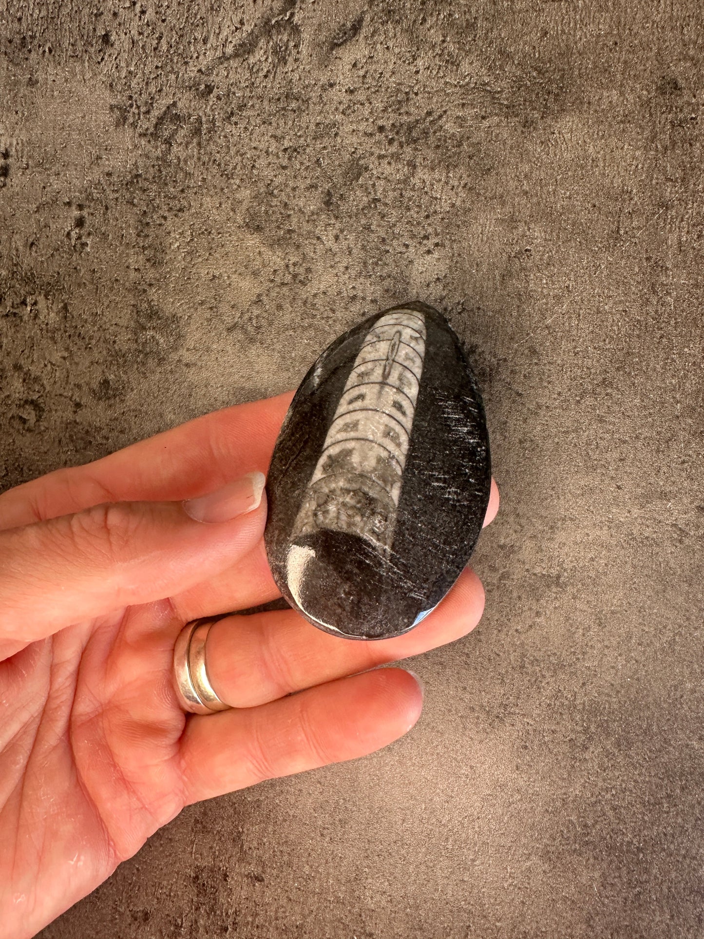 Orthoceras - Teardrop