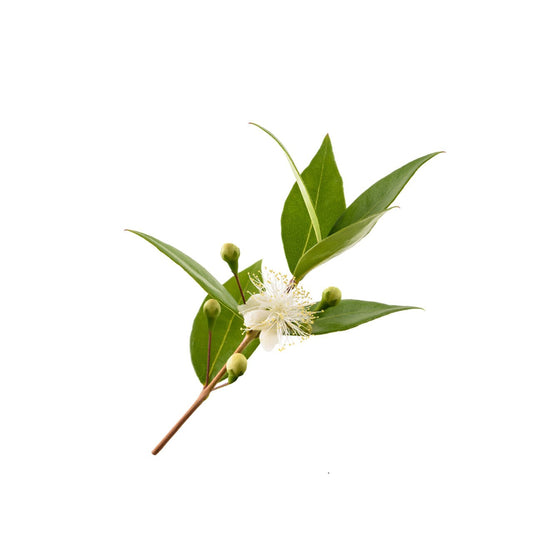 Amyris Essential Oil 10ml– Smooth, soft, and slightly balsamic—like warm, golden woods.