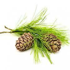 Cedarwood Essential Oil 10ml – Warm, rich, and woody—grounding like a deep forest walk.